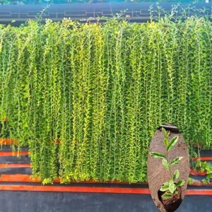 Curtain plant