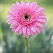 pink gerbera flower in a garden