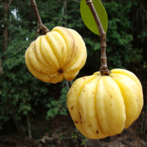 kudampuli-fruit-1
